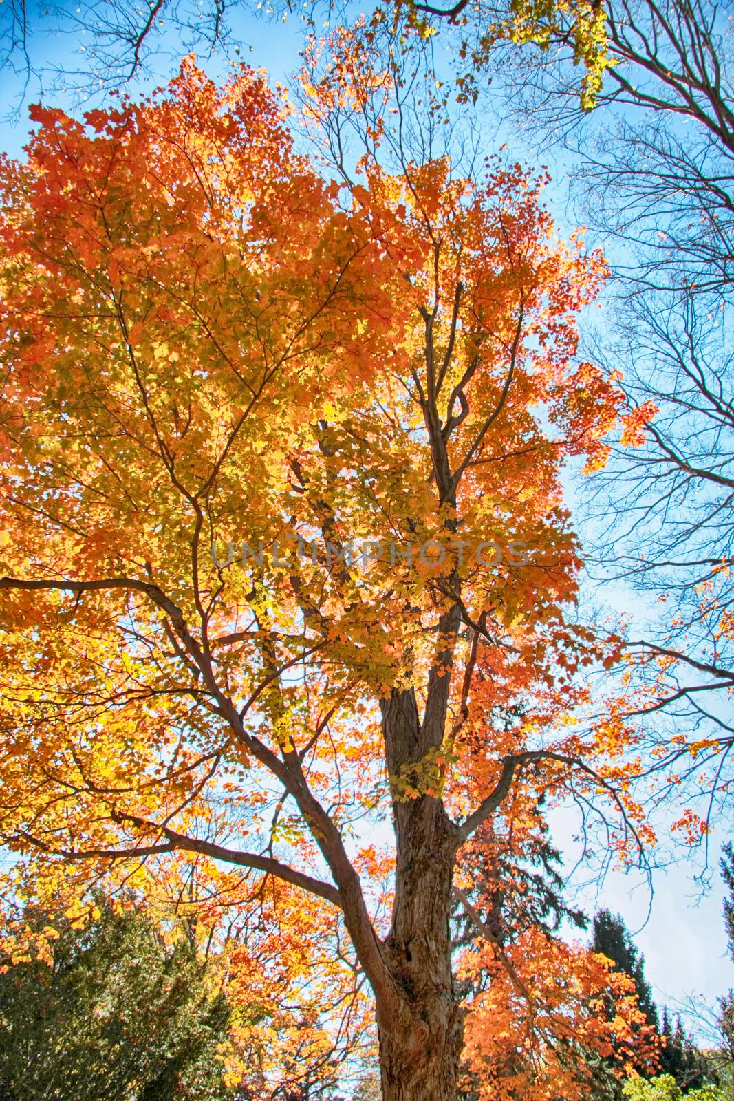 Autumn Trees by applesstock