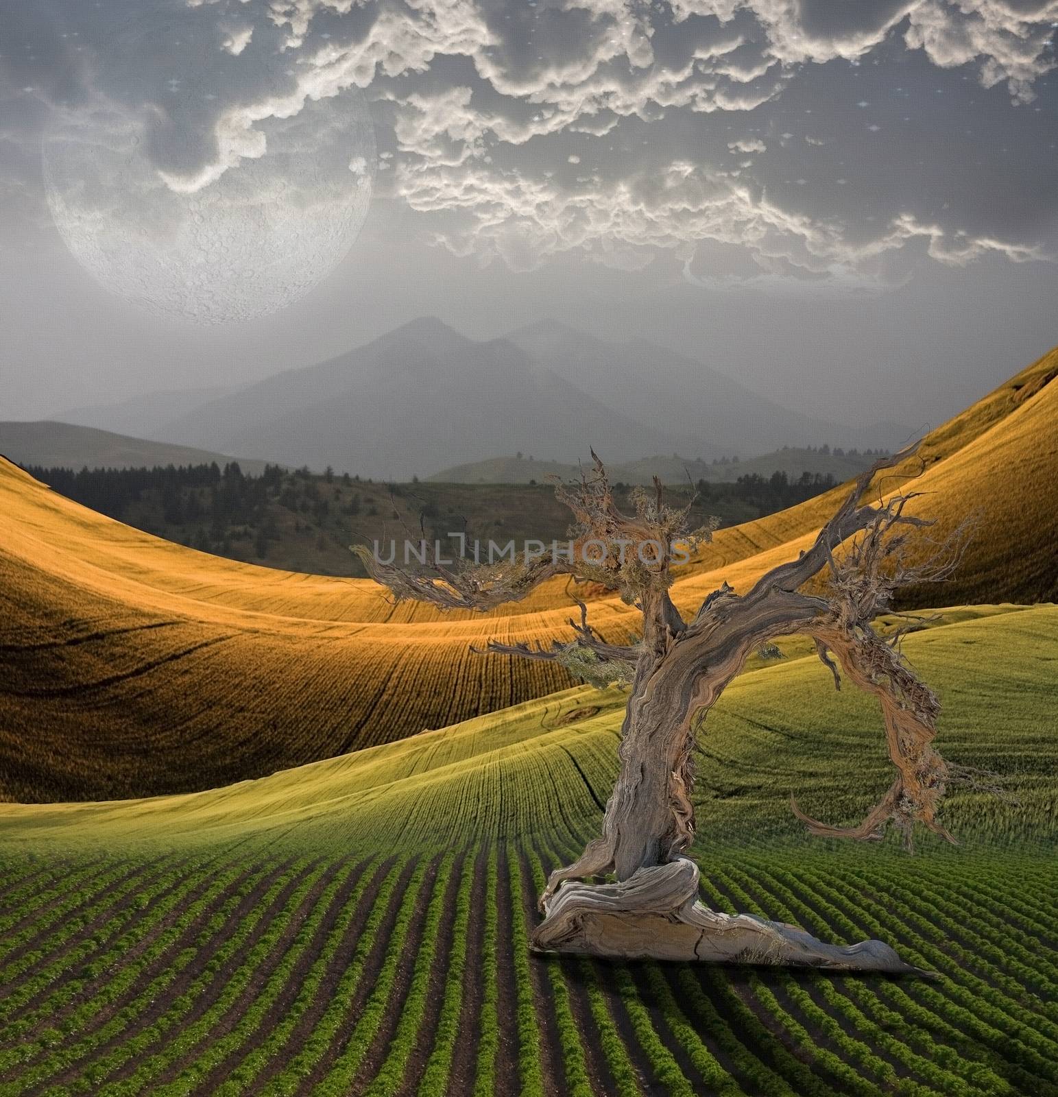 Old tree in peaceful landscape with mountain view and full moon in cloudy sky