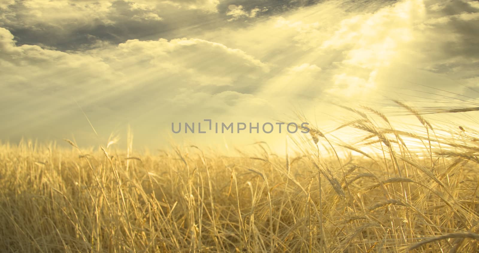 Golden Field of Wheat and Sky. Sunset or sunrise