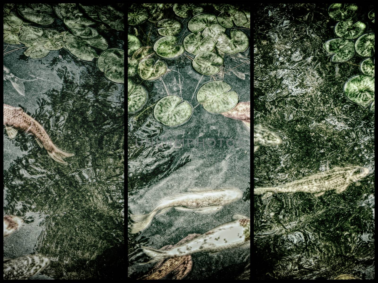 Koi fish in the garden pond