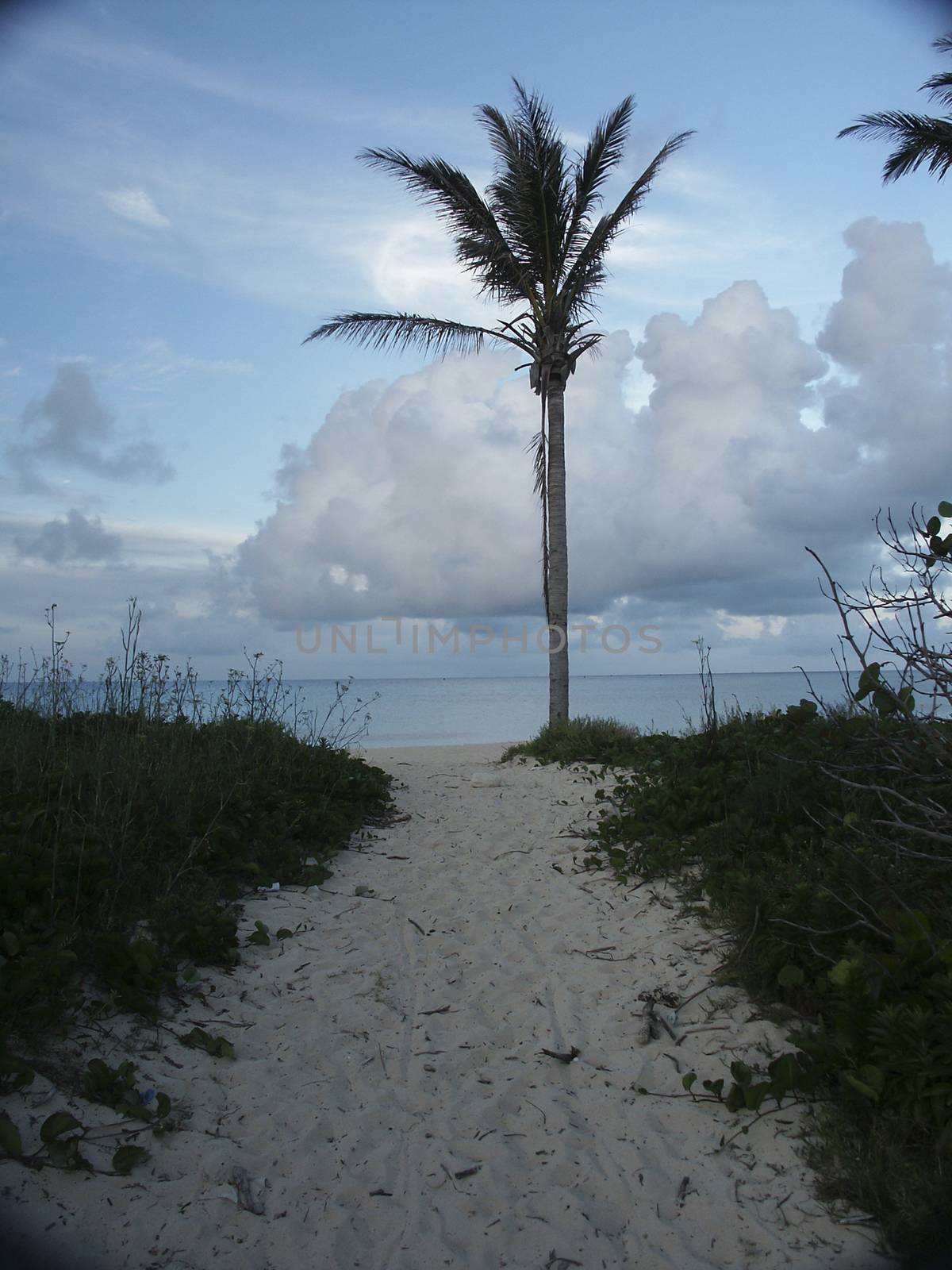 Palm on ocean beach by applesstock