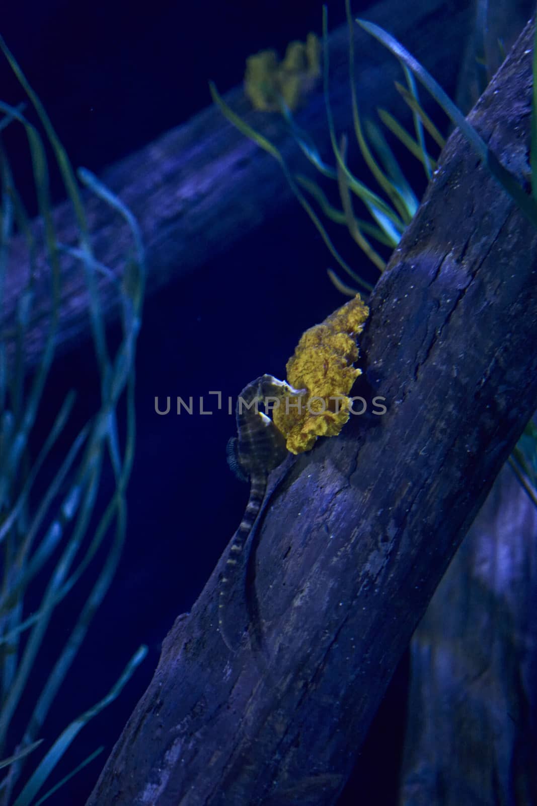 Seahorse on a log at the bottom of the sea, lonely, yellow stone, eating