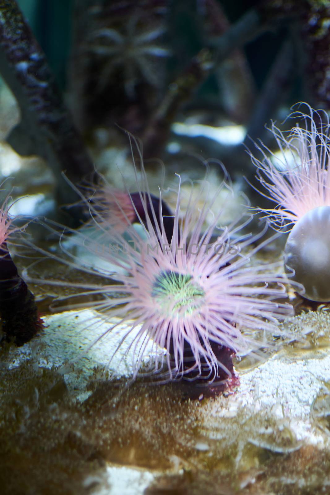 Various brightly colored anemones, tentacles, dark background