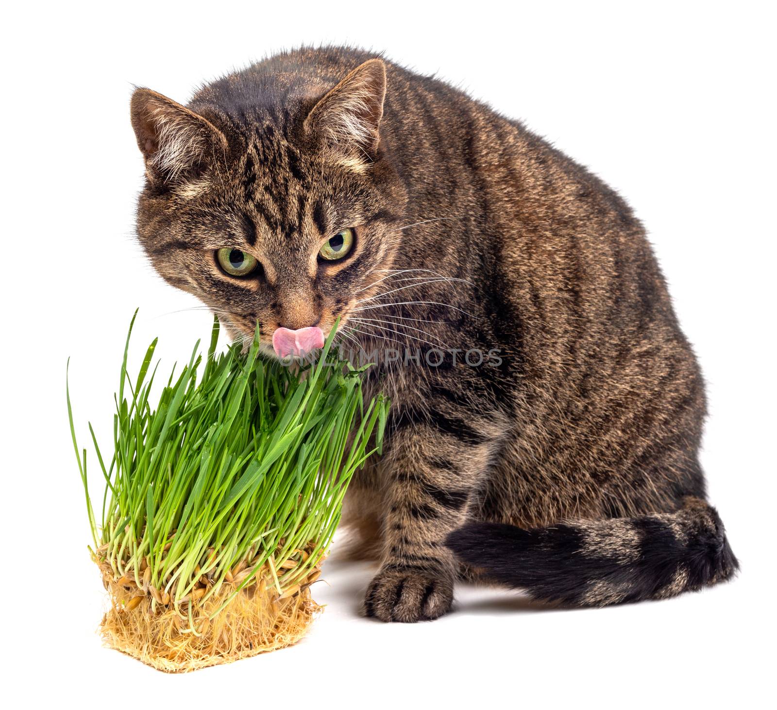 Yellow eyed tabby cat eating fresh green hydroponic oats sprouts close-up isolated on white background with selective focus and blur. Licking its nose with pink tongue.
