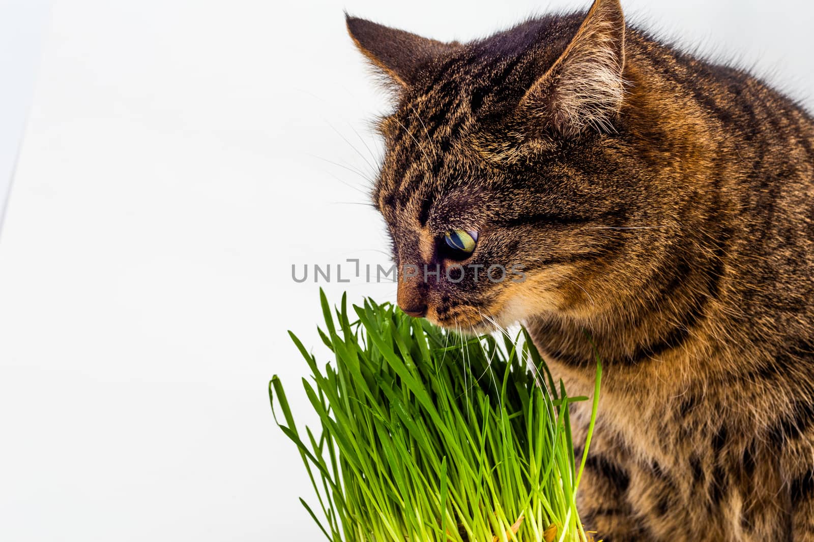 Yellow eyed tabby cat eating fresh green grass close-up on white background with selective focus and blur.