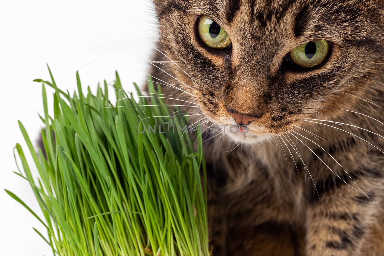 yellow eyed tabby cat eating fresh green grass close-up on white background with selective focus and blur by z1b