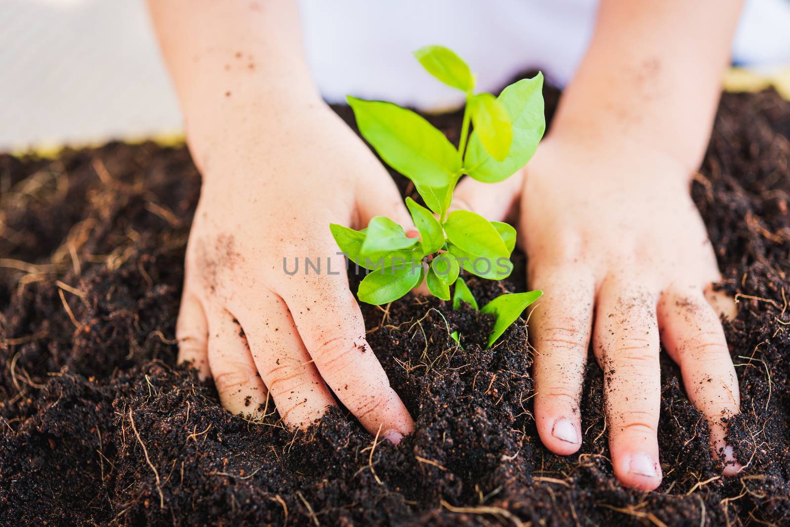 World Environment Day Environment Concept, Top view Hand of Asian cute little child boy planting young tree on black soil on green garden background