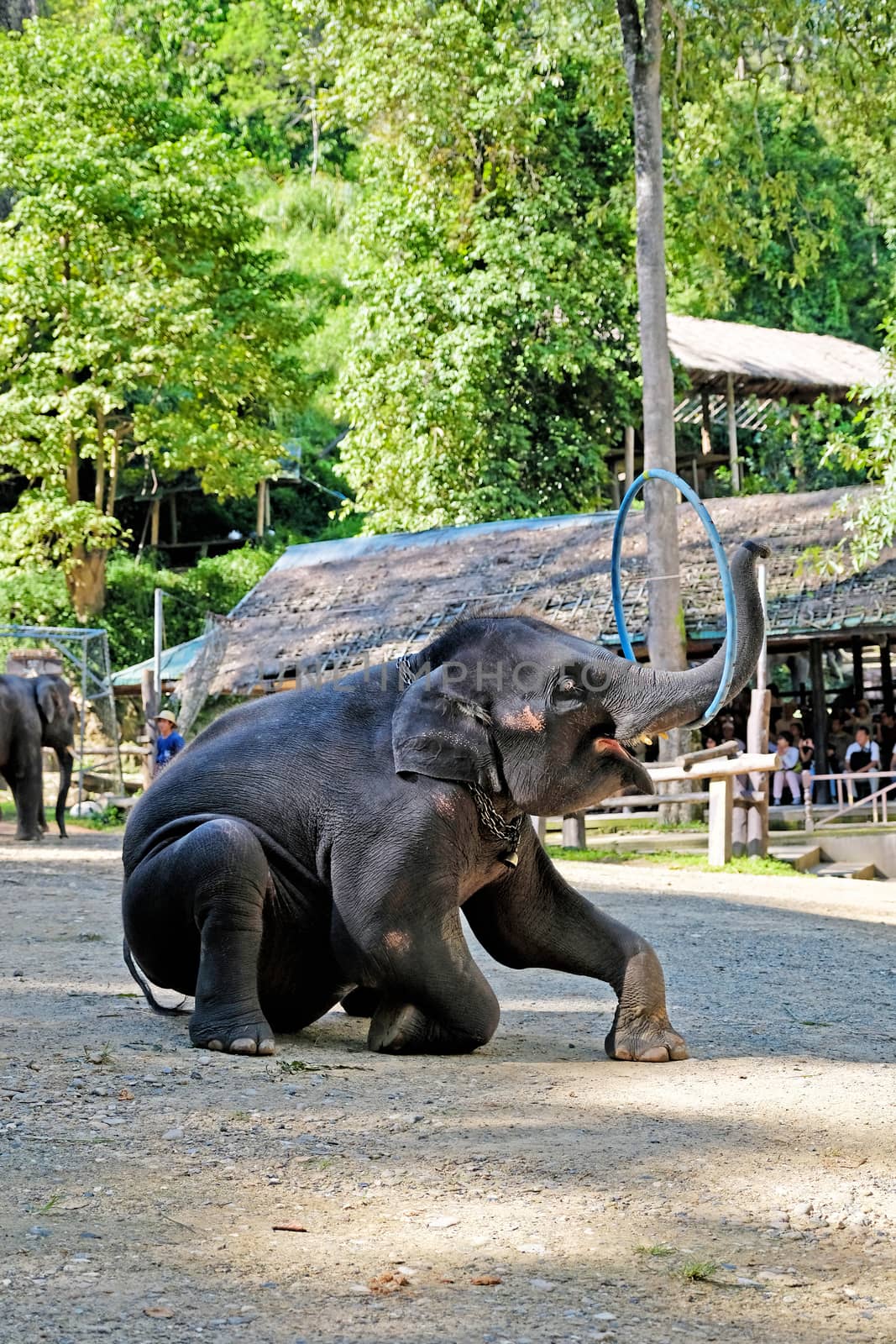 The elephants showing their skill of playing ,hula hoop for the elephant shows Mae Sa Elephant Camp in Chiang Mai, Thailand