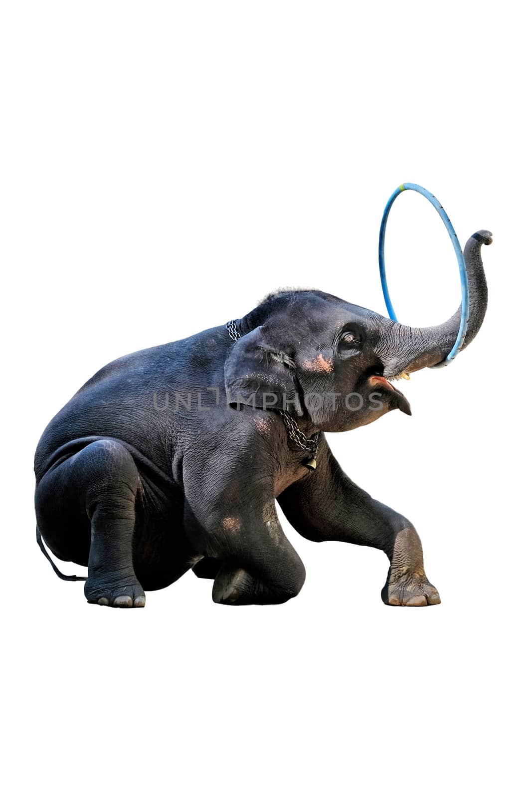 The elephants showing their skill of playing ,hula hoop on white background with clipping path