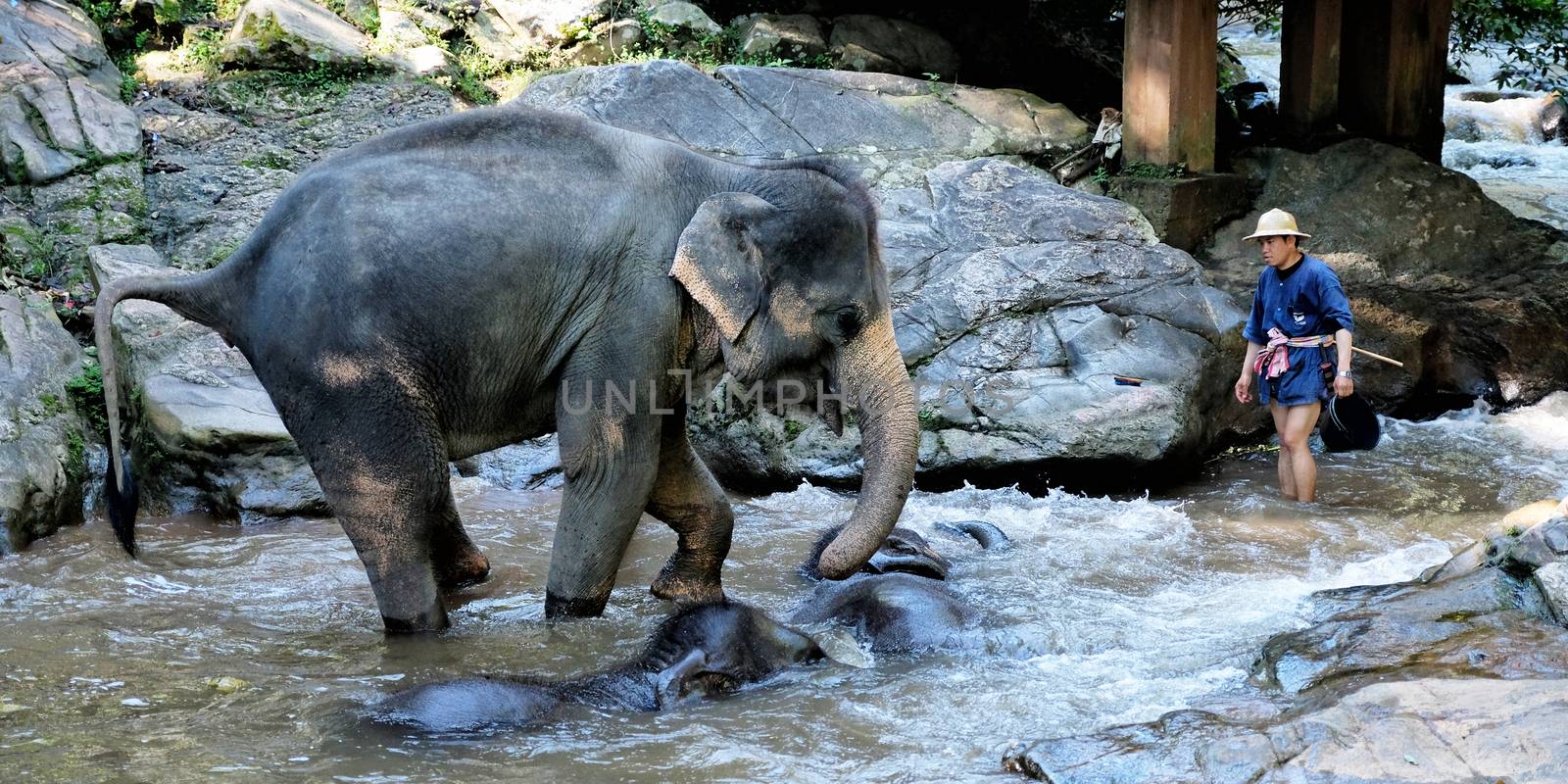 CHIANG MAI - THAILAND: NOVEMBER 14, 2016 - The elephants take the daily bath in the riveron November 14, 2016 at Mae Sa Elephant  Camp in Chiang Mai, Thailand