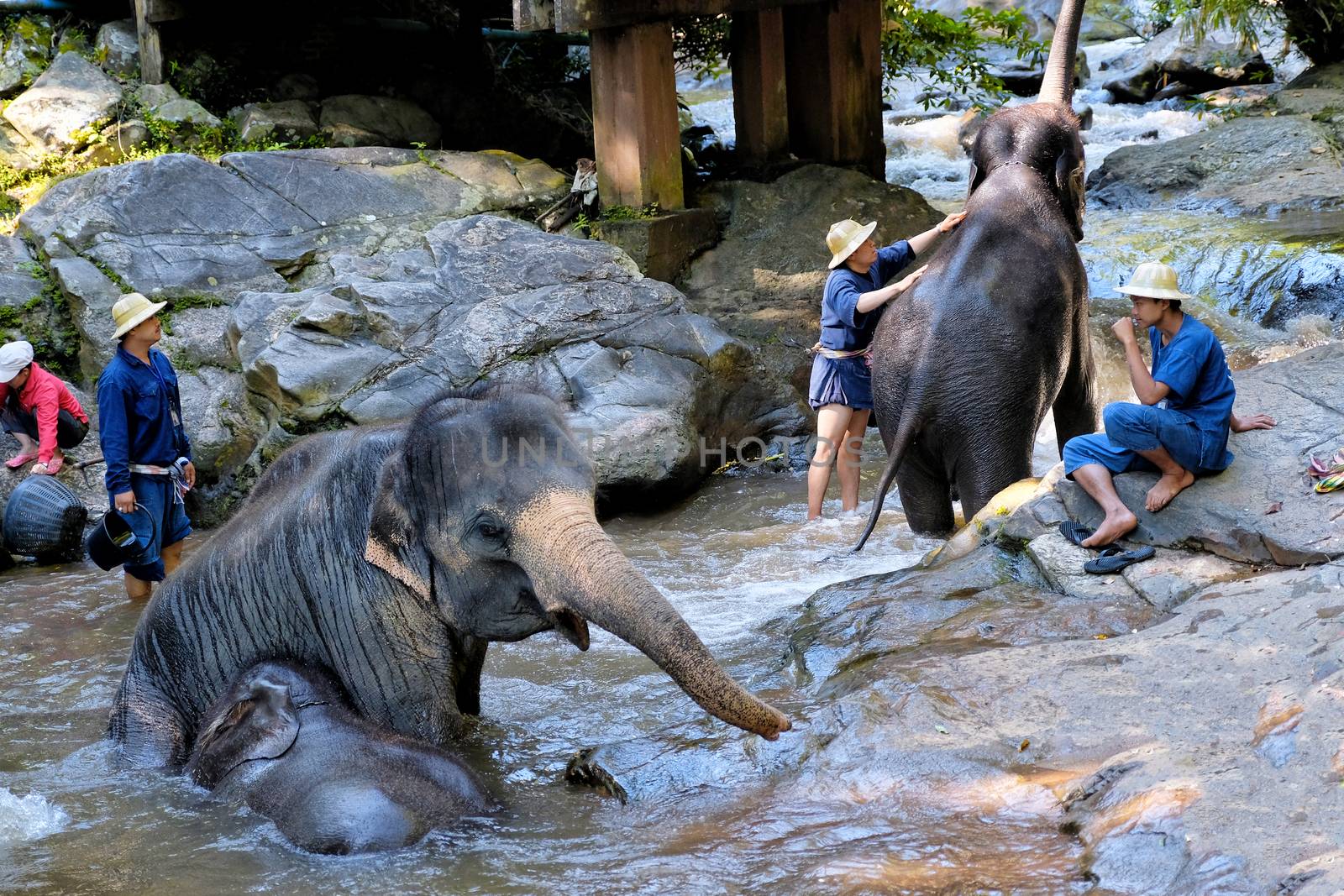 CHIANG MAI - THAILAND: NOVEMBER 14, 2016 - The elephants take th by Surasak