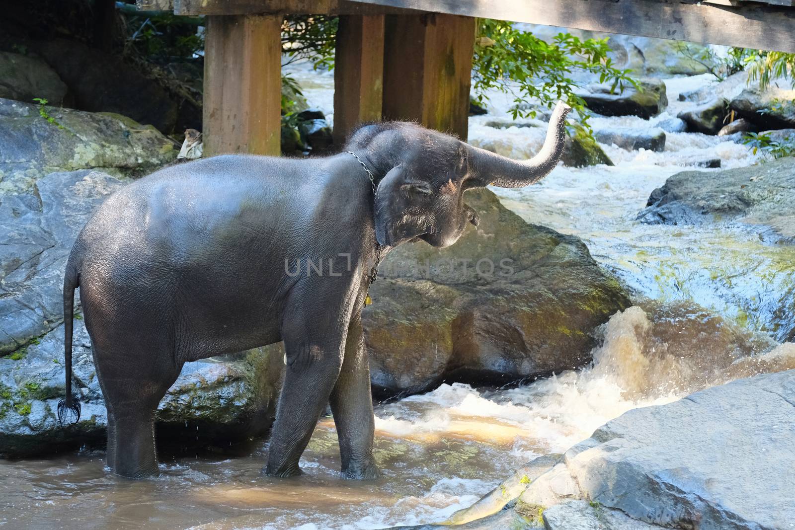 elephants enjoy bathing at a small waterfall