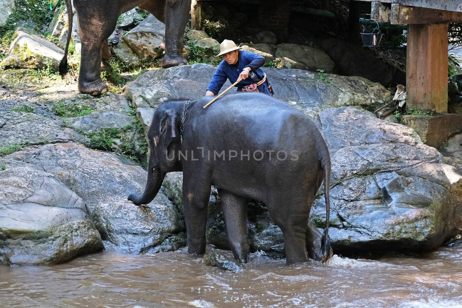CHIANG MAI - THAILAND: NOVEMBER 14, 2016 - The elephants take the daily bath in the riveron November 14, 2016 at Mae Sa Elephant Camp in Chiang Mai, Thailand