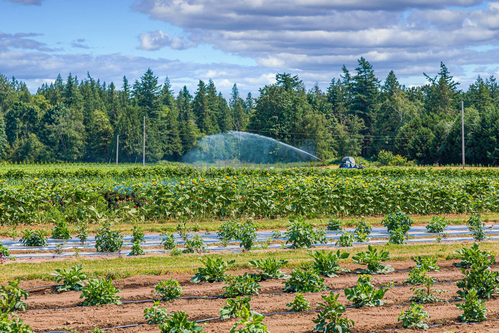 Irrigating a Flower Farm in the Pacific Northwest