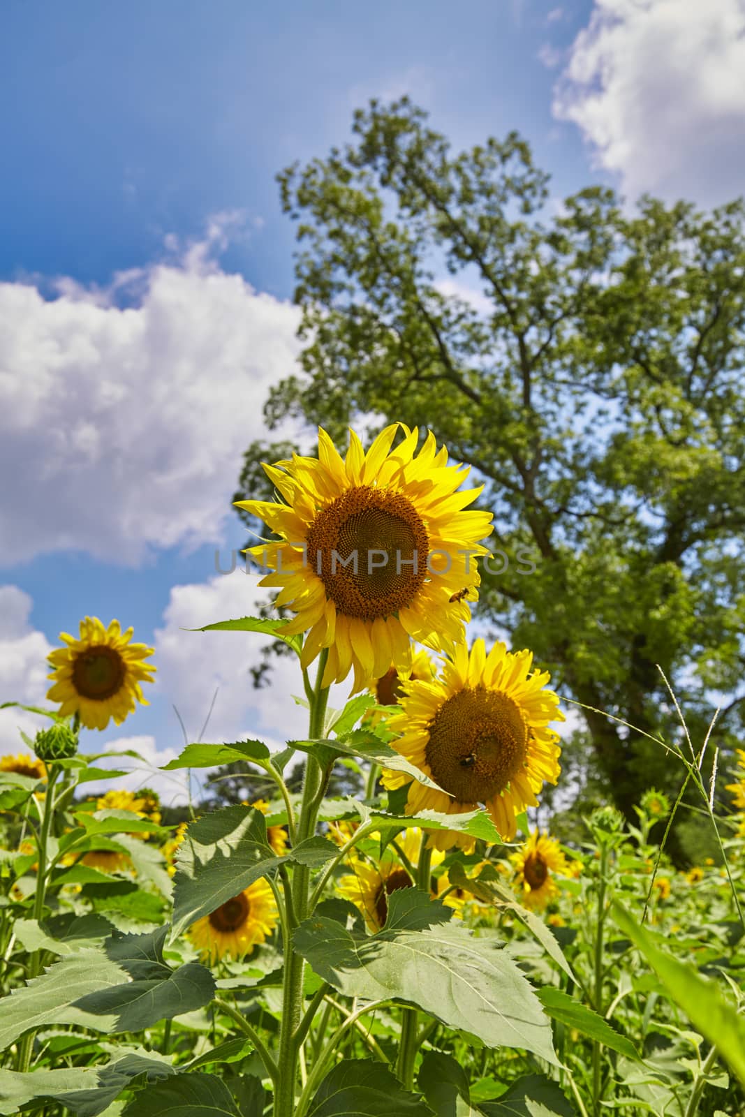 Three Sunflowers by Tree by dbvirago