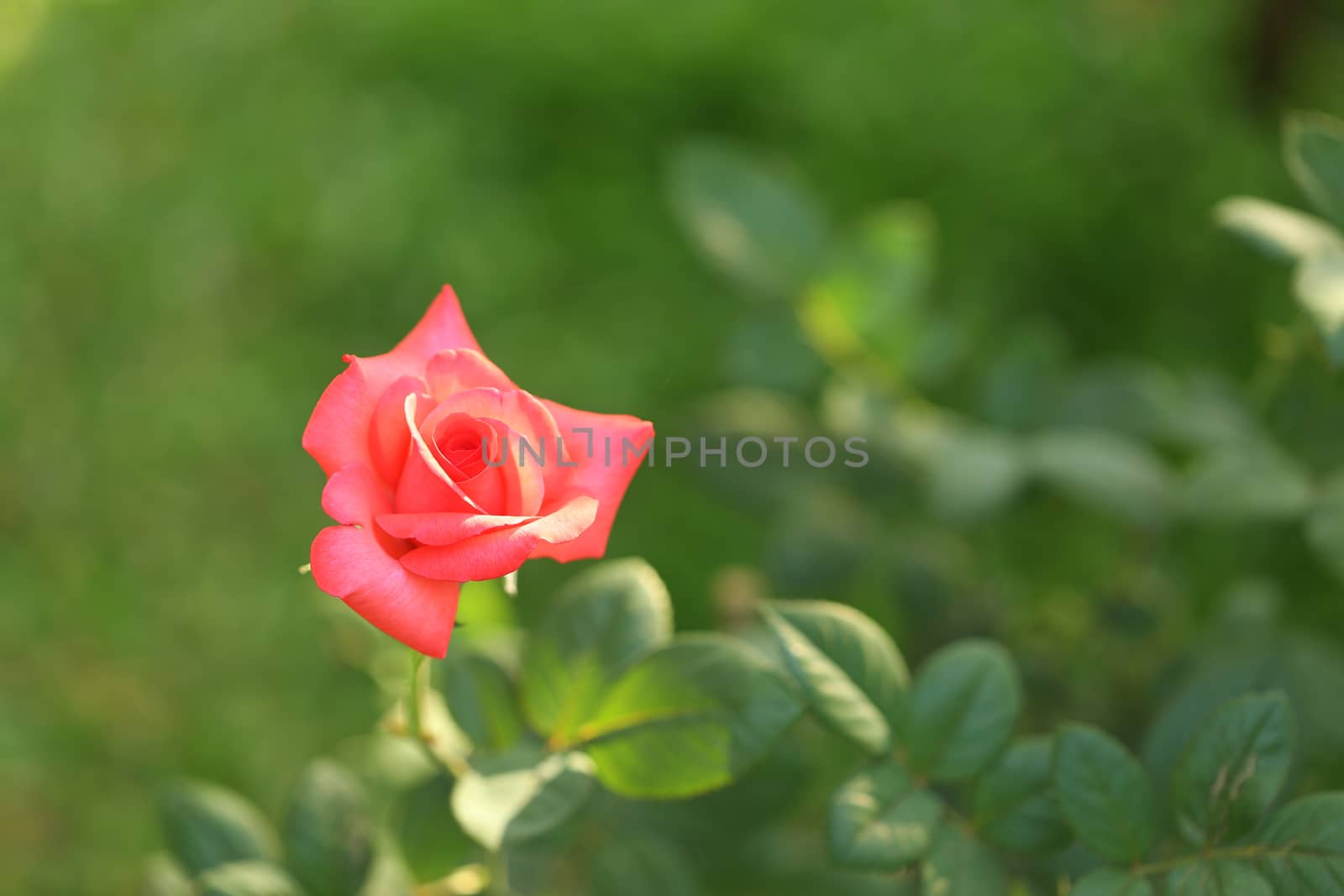 Delicate Red rose blooming with green scenery