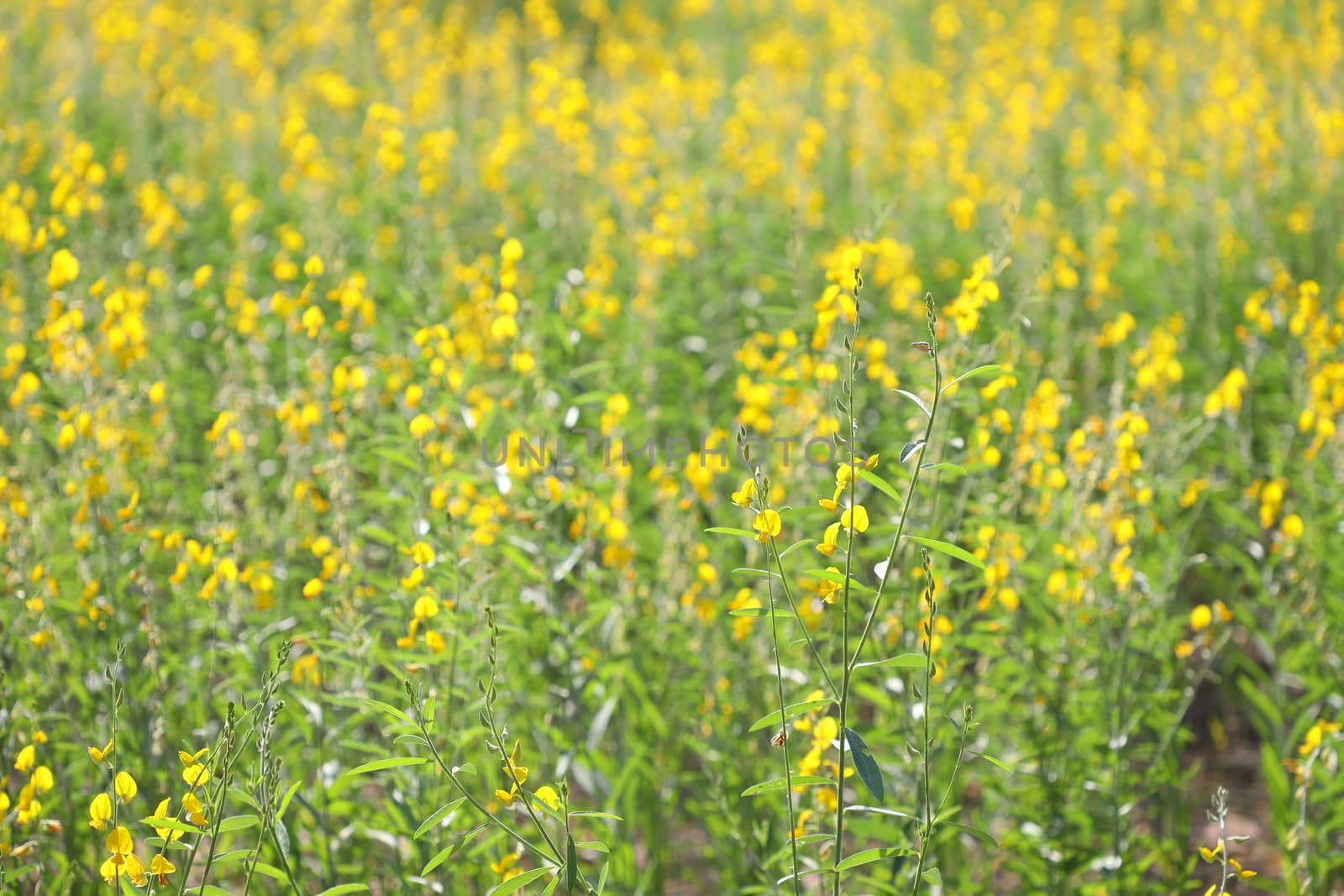 Crotalaria juncea yellow flower blowing in the wind