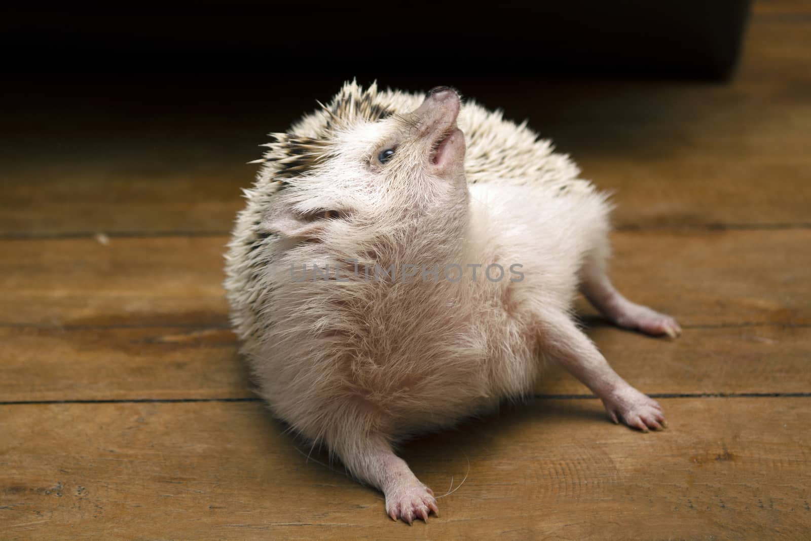 Little hedgehog lay down on floor and turn the face upwards.