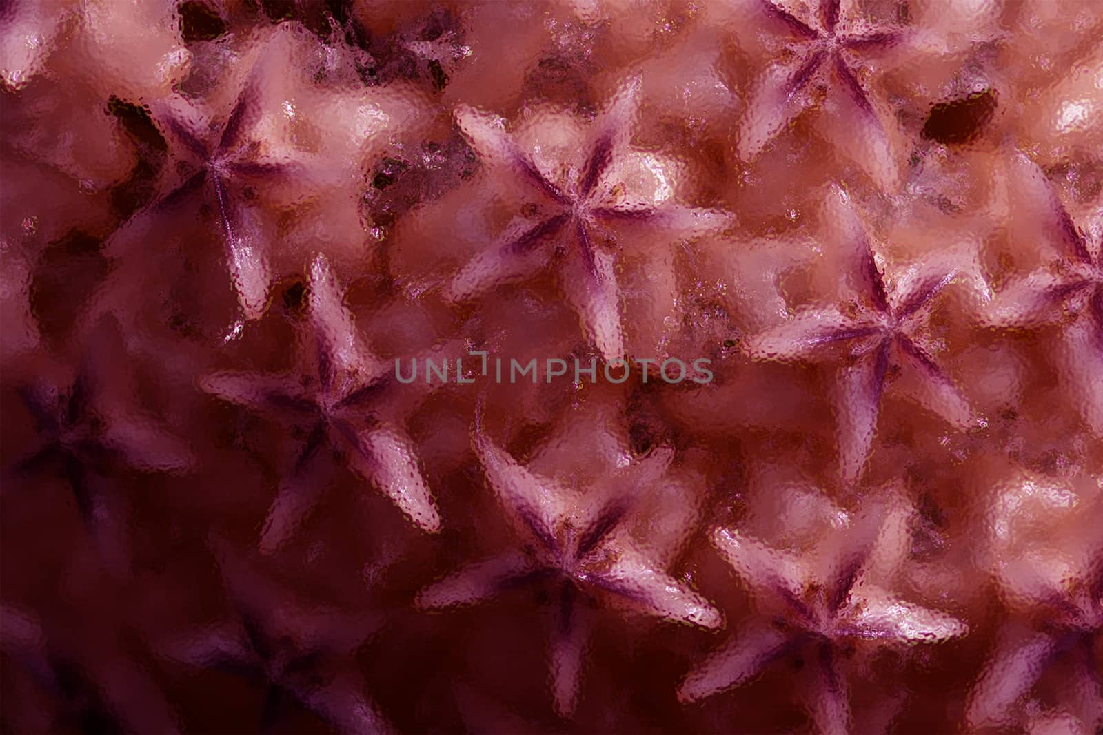 Red tone background of star shape hoya flower in macro shot with glass effect.