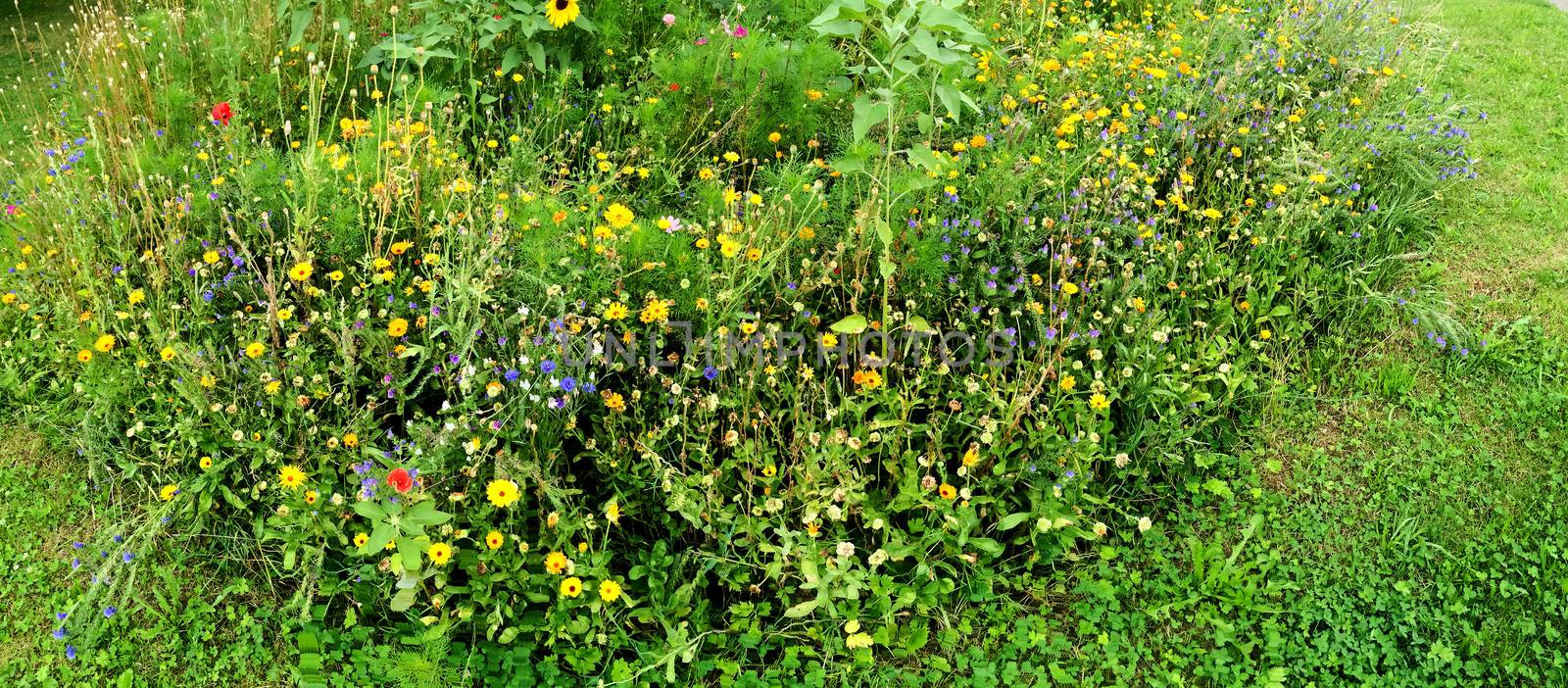 meadow with a lot of colored flowers, panoramic