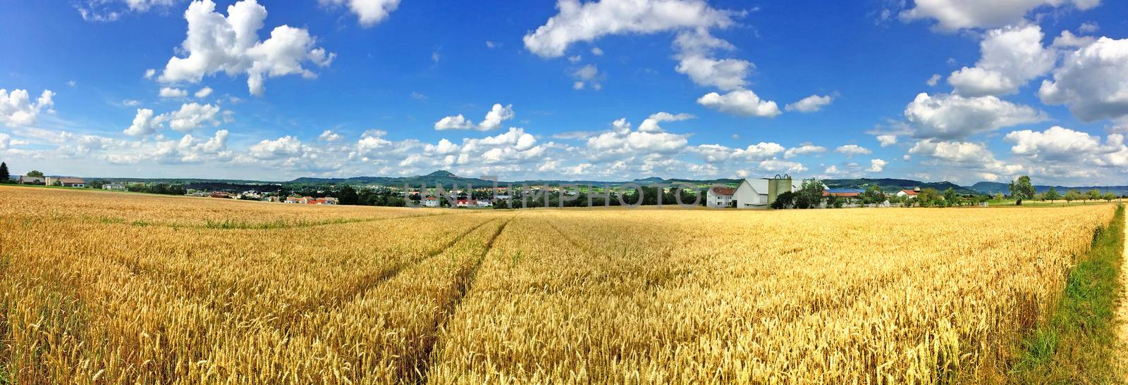 field of ripe rye with blue sky