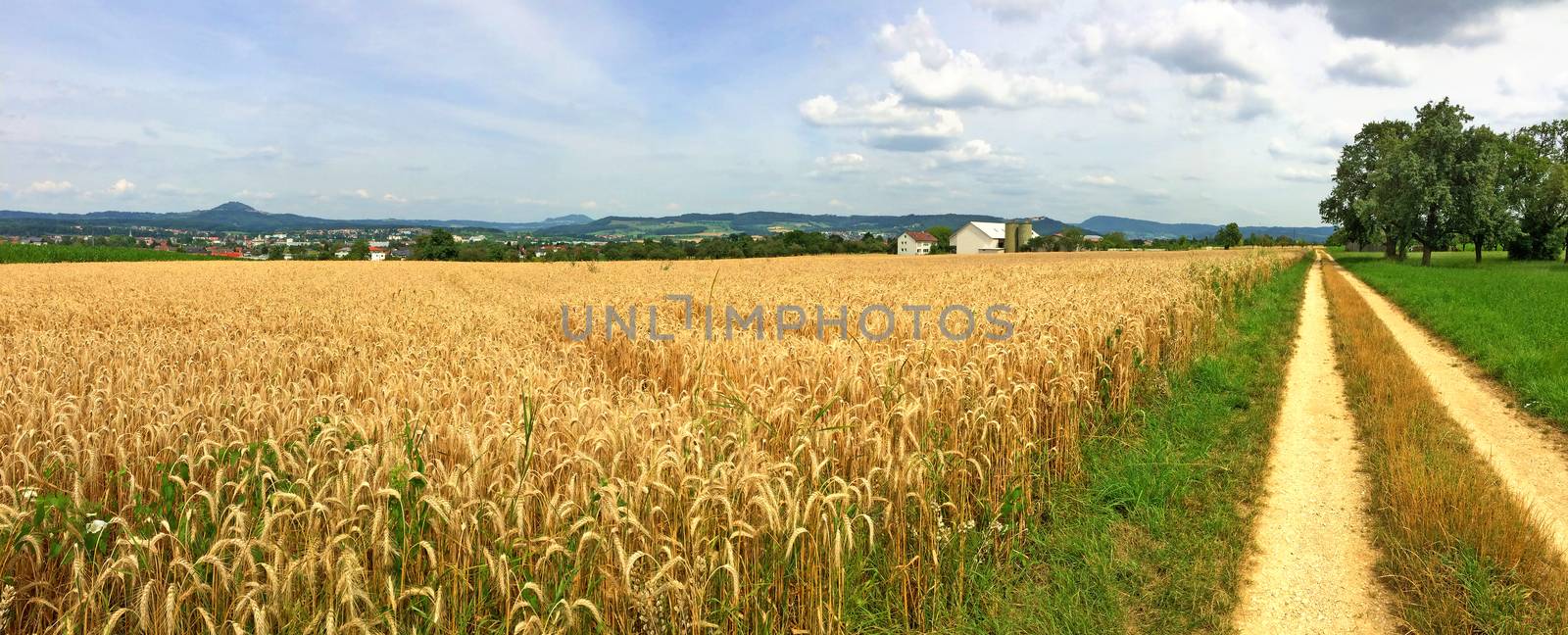 field of ripe rye with blue sky