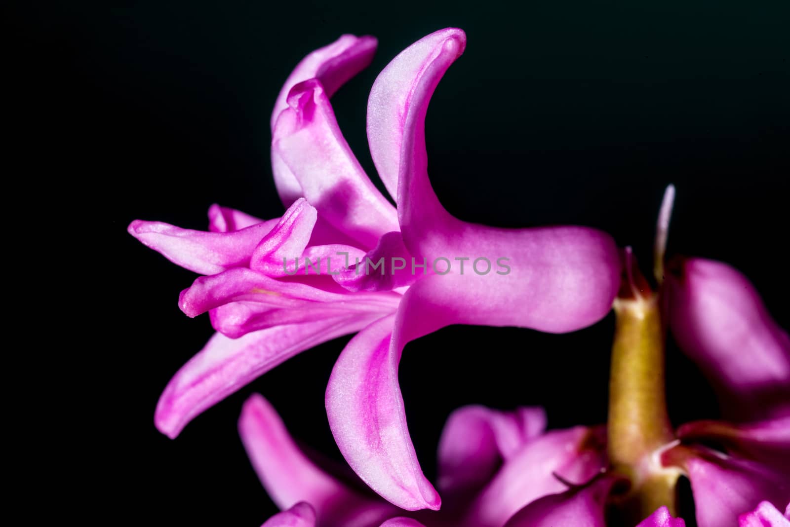 Hyacinthus flower by Jochen