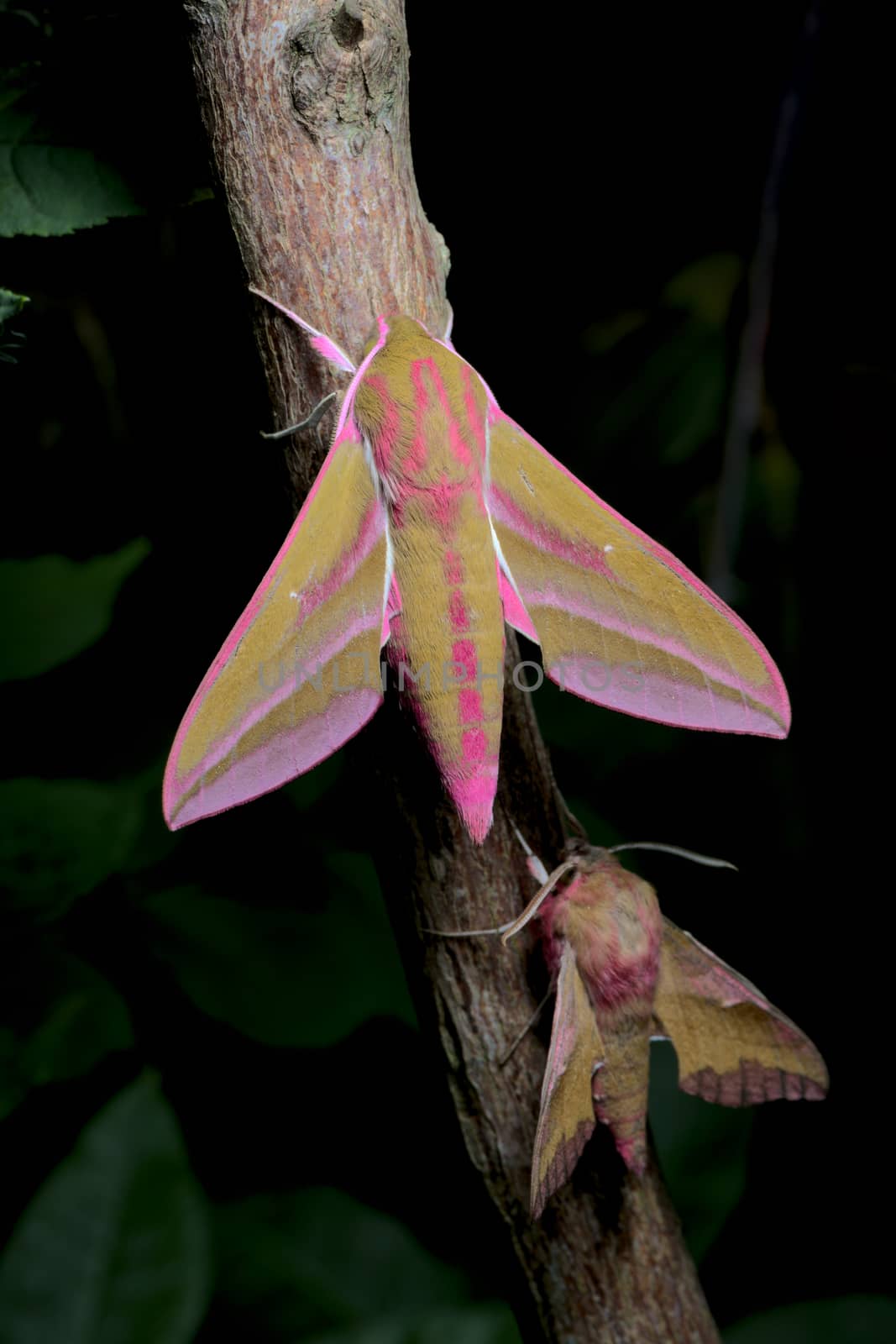 Large and small colorful elephant hawk moth side by side for comparison, on a branch. Vibrant stand out from dark green leaves in the background.