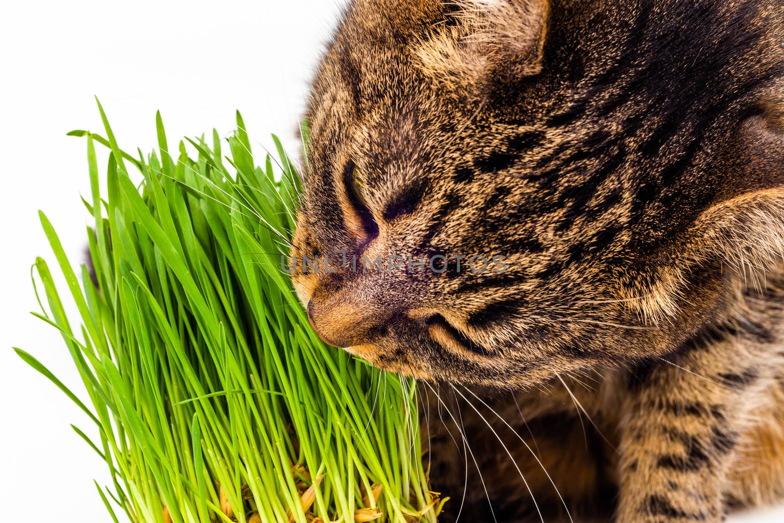 gray domestic tabby cat eating fresh green grass close-up on white background with selective focus and blur.