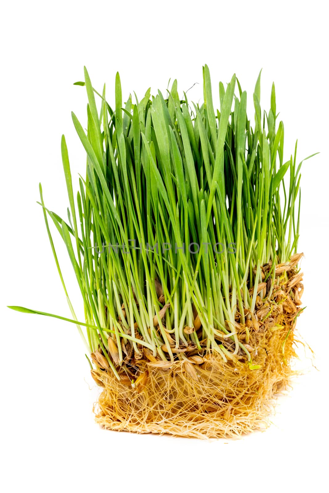 piece of green oats sprouts with roots isolated on white background - close-up with selective focus and background blur. grass for cats.