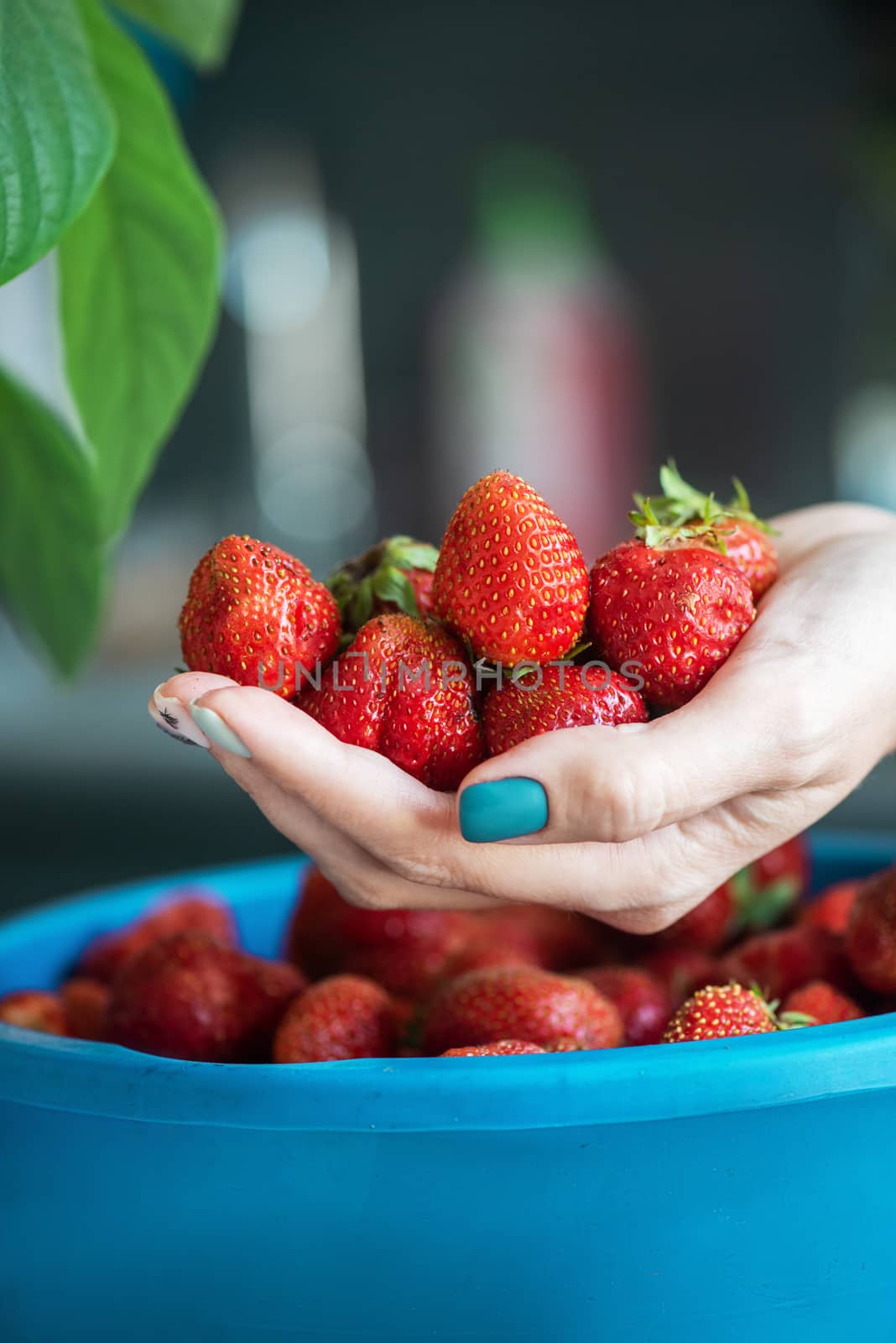 A bucket of ripe delicious strawberries, and woman hand hold berries