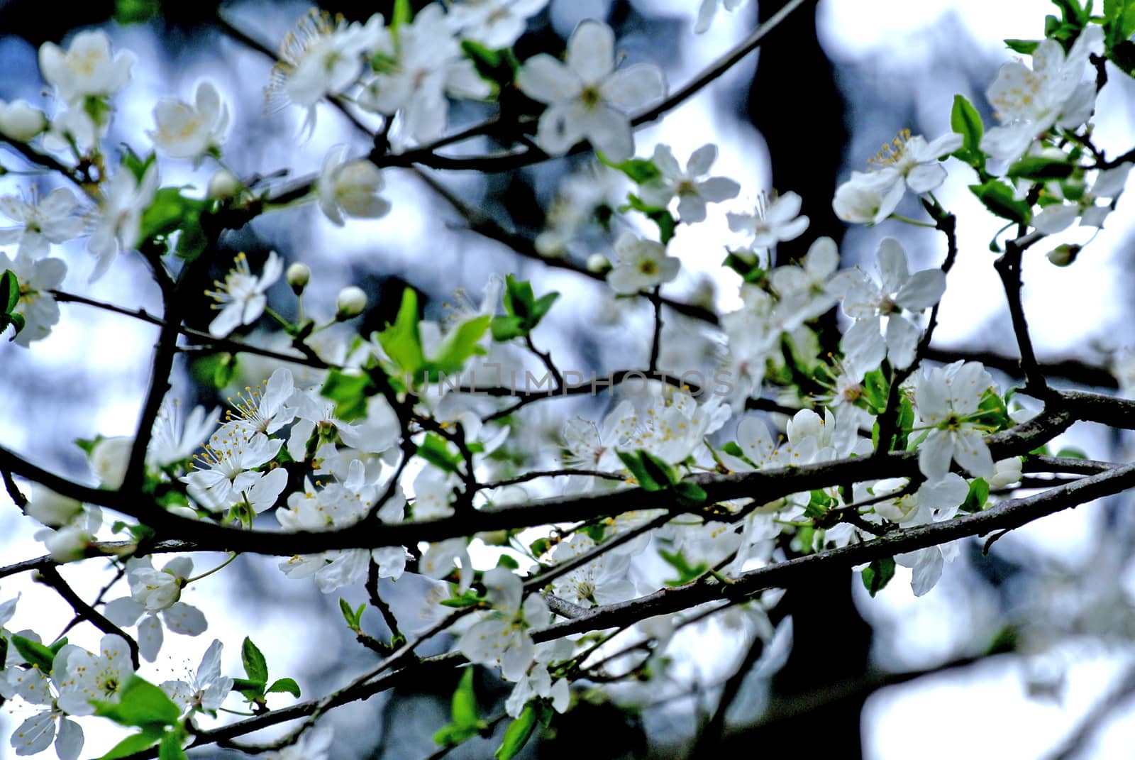 Cherry blossom by Jochen