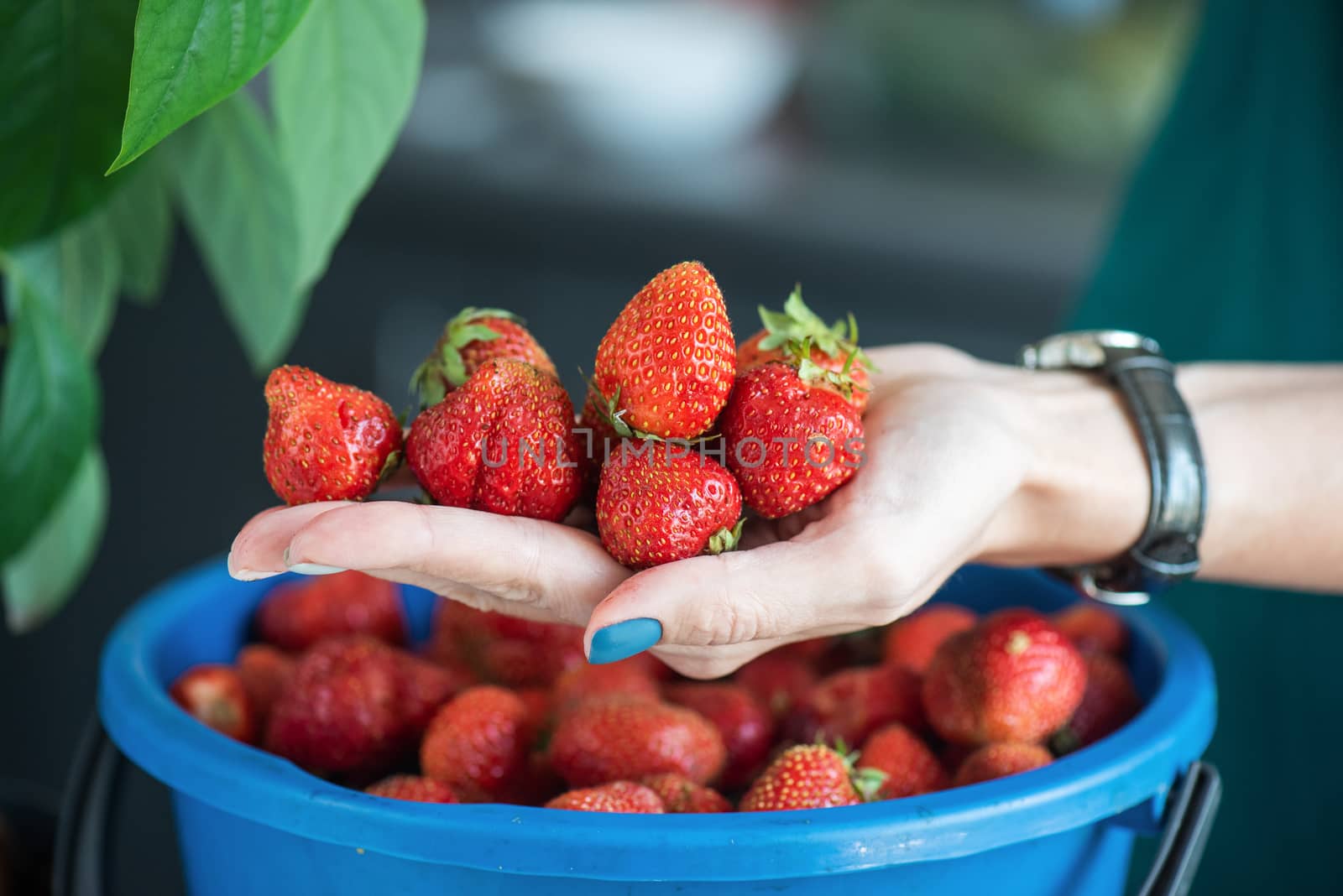 A bucket of ripe delicious strawberries, and woman hand hold berries