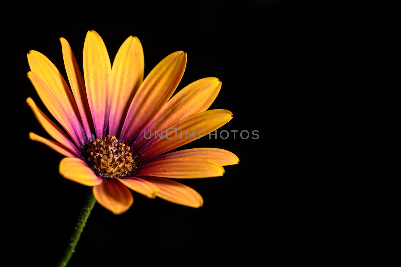 single Daisy flower isolated on a black background