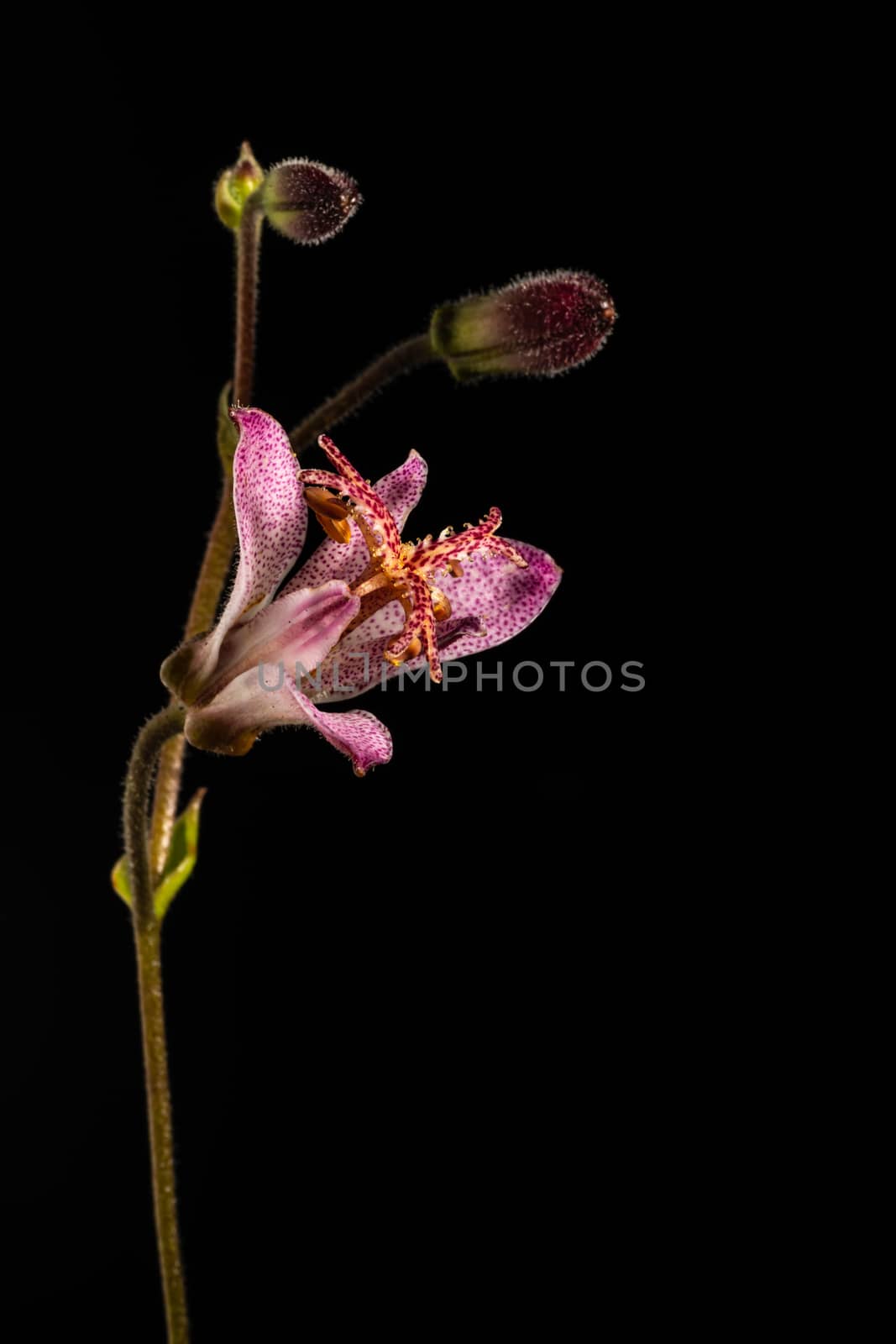 Purple Lily flower isolated on a black background