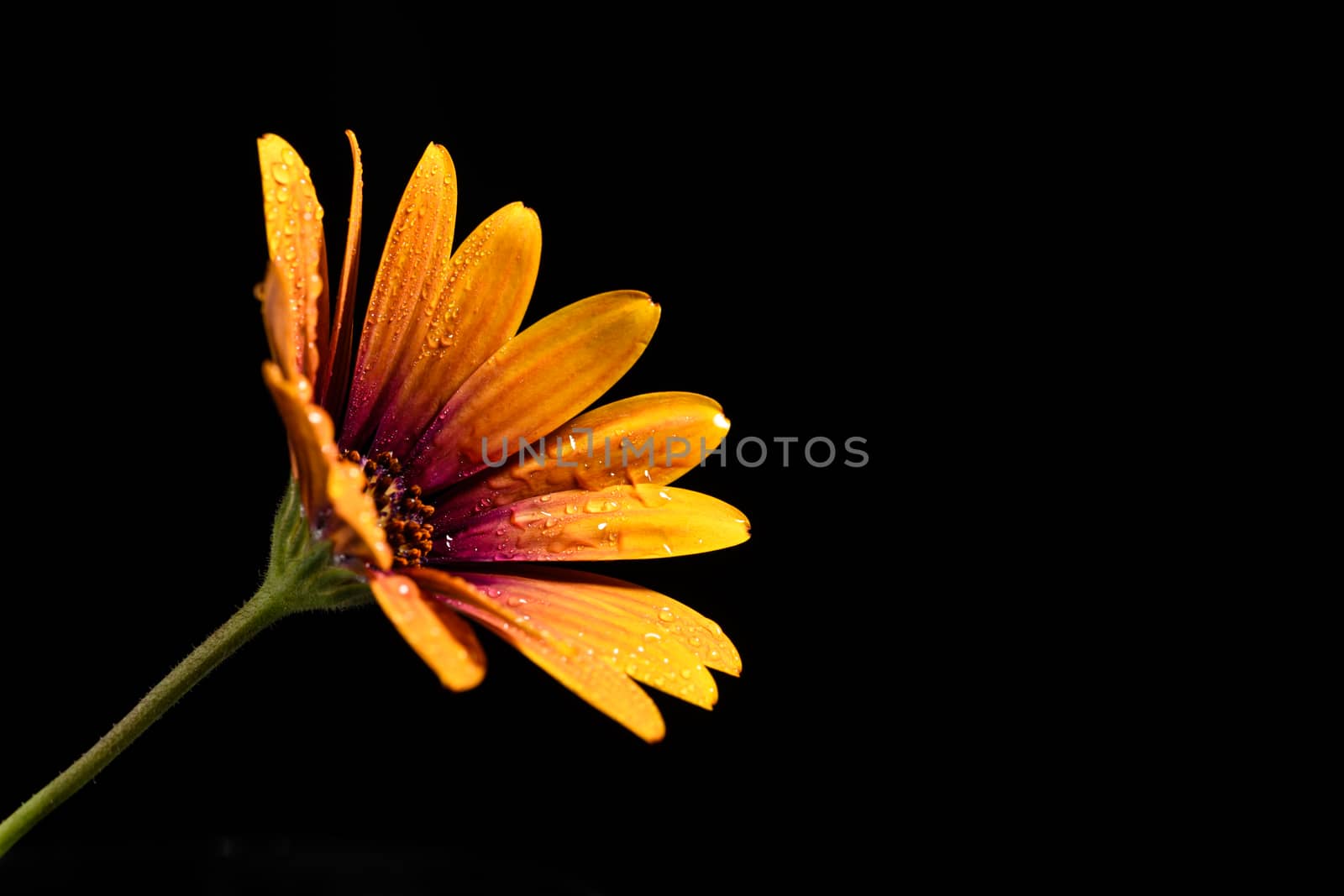 Daisy flower by andyperiam