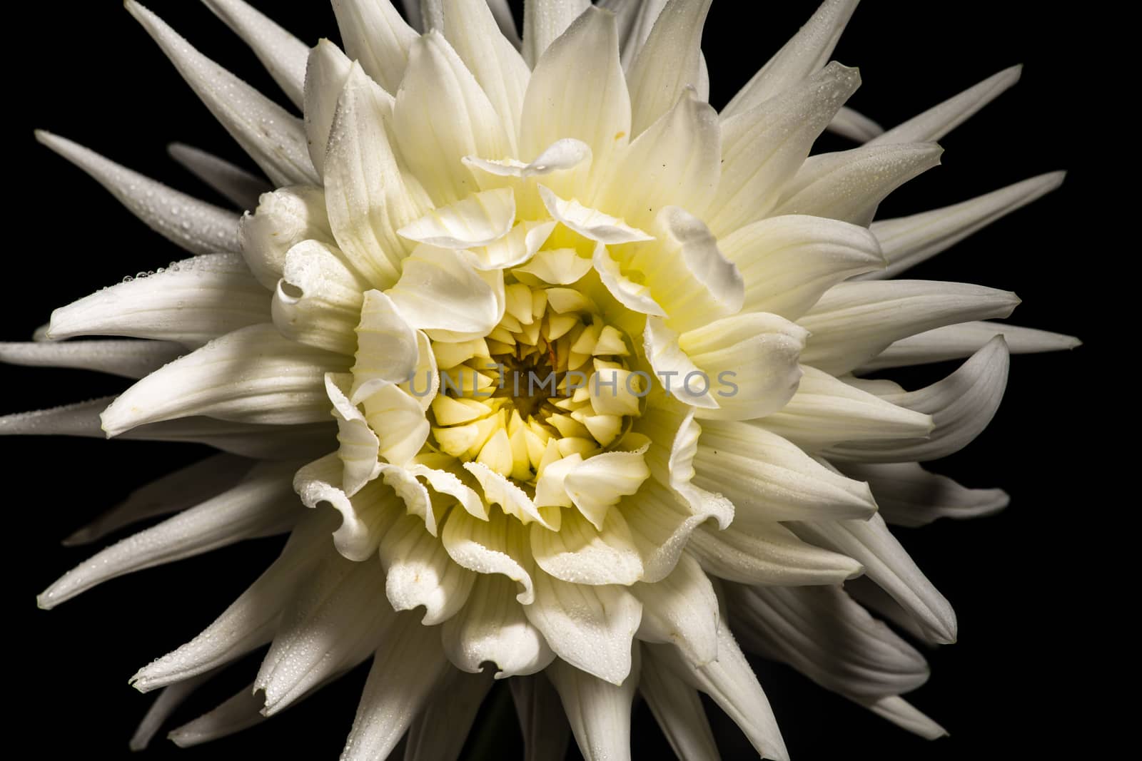 White chrysanthemum flower by andyperiam