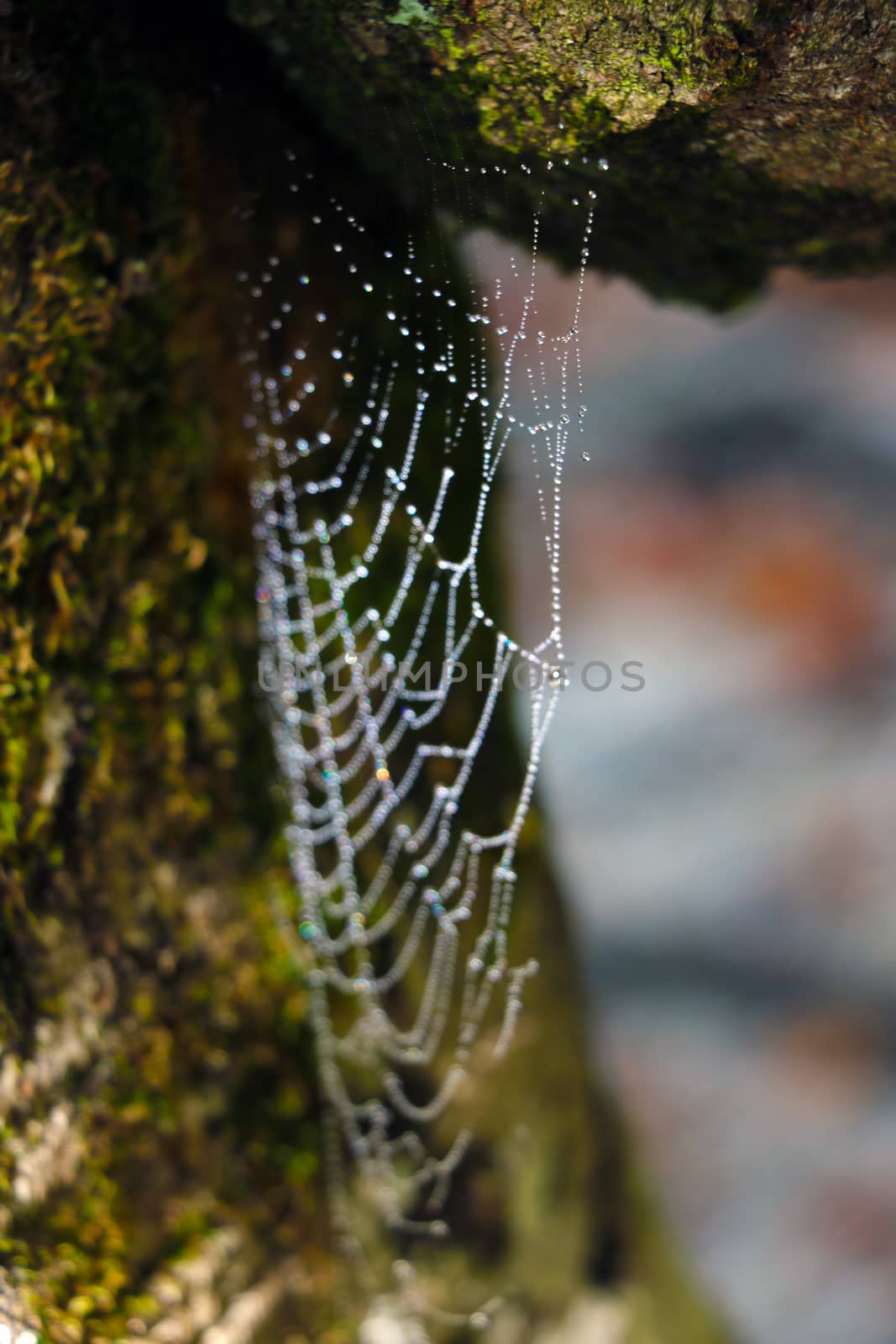 Cobweb with raindrops on the tree. Selective focus