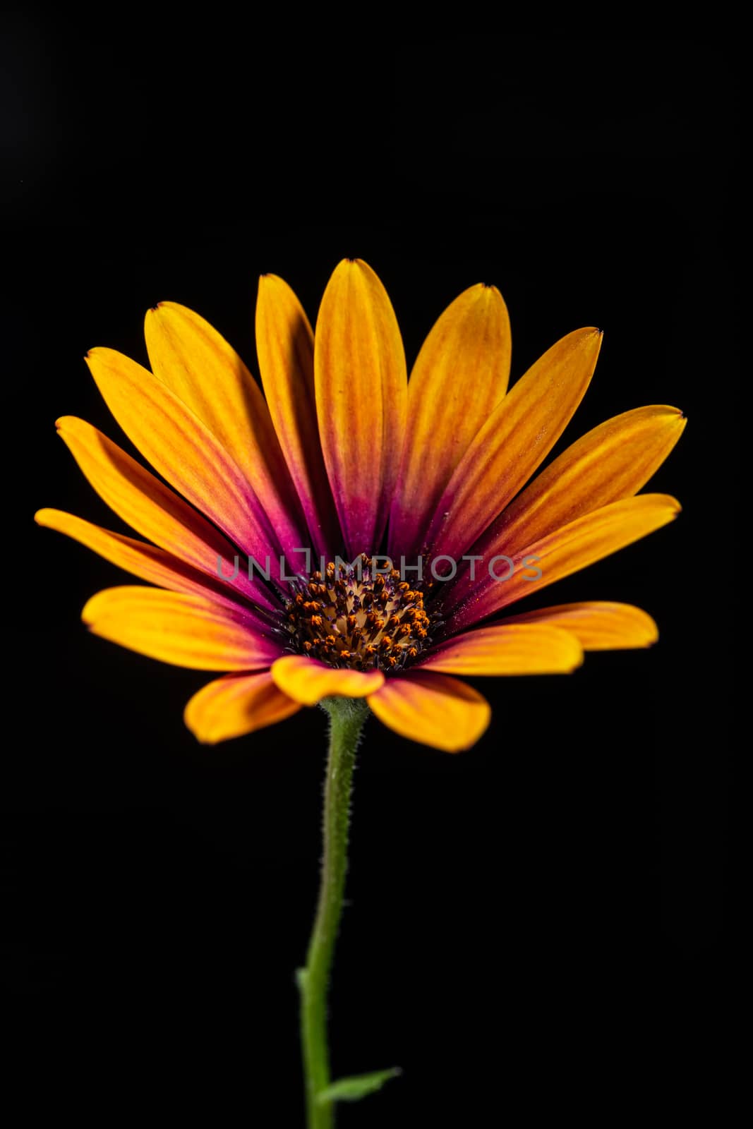 single Daisy flower isolated on a black background