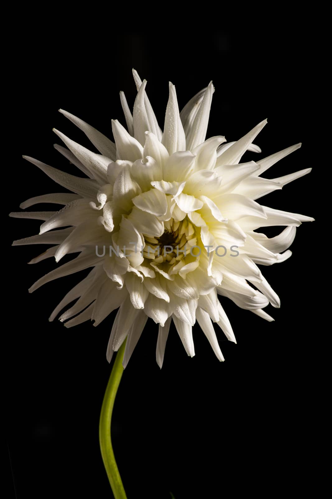 White chrysanthemum flower isolated on a black background