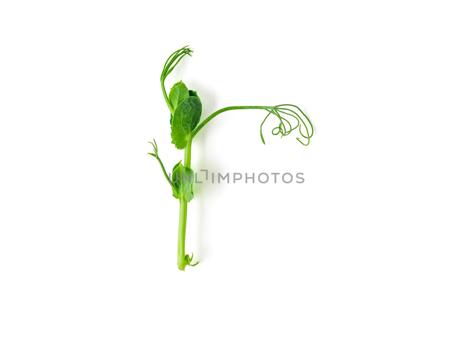 Micro greens - sprouts peas isolated on white background. Top view or flat lay.