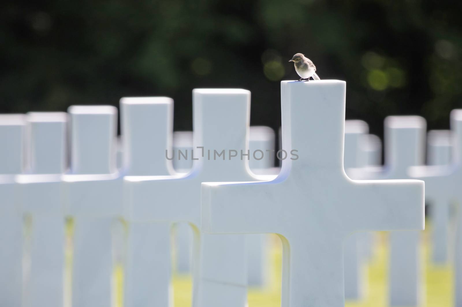 Rows of graves in the American mlitary cemetary in Luxembourg, bird on top of a grave