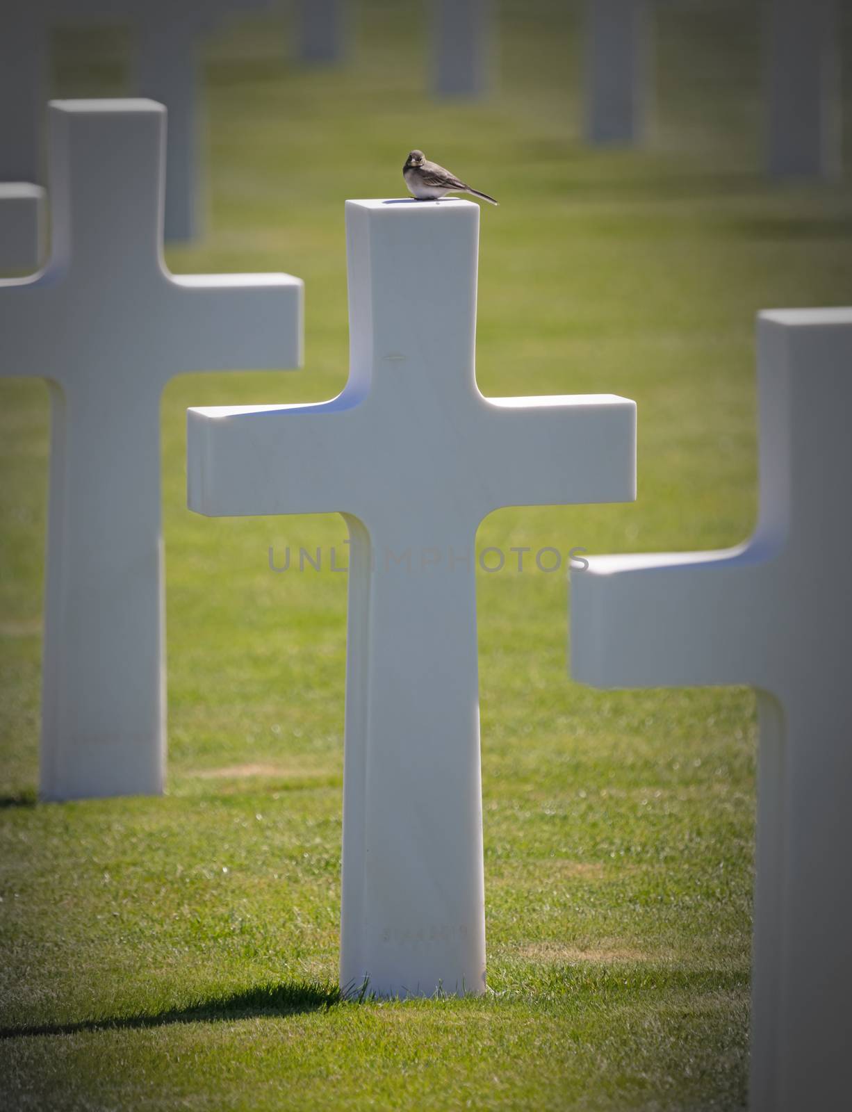 The American military cemetary in Luxembourg, bird on top of a g by michaklootwijk