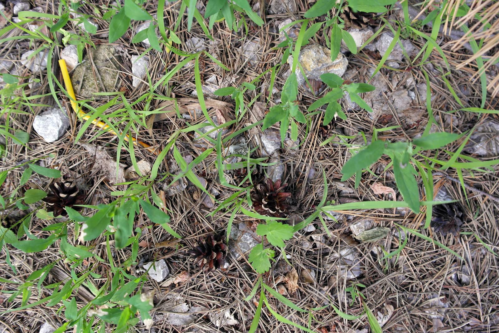 ground texture in forest