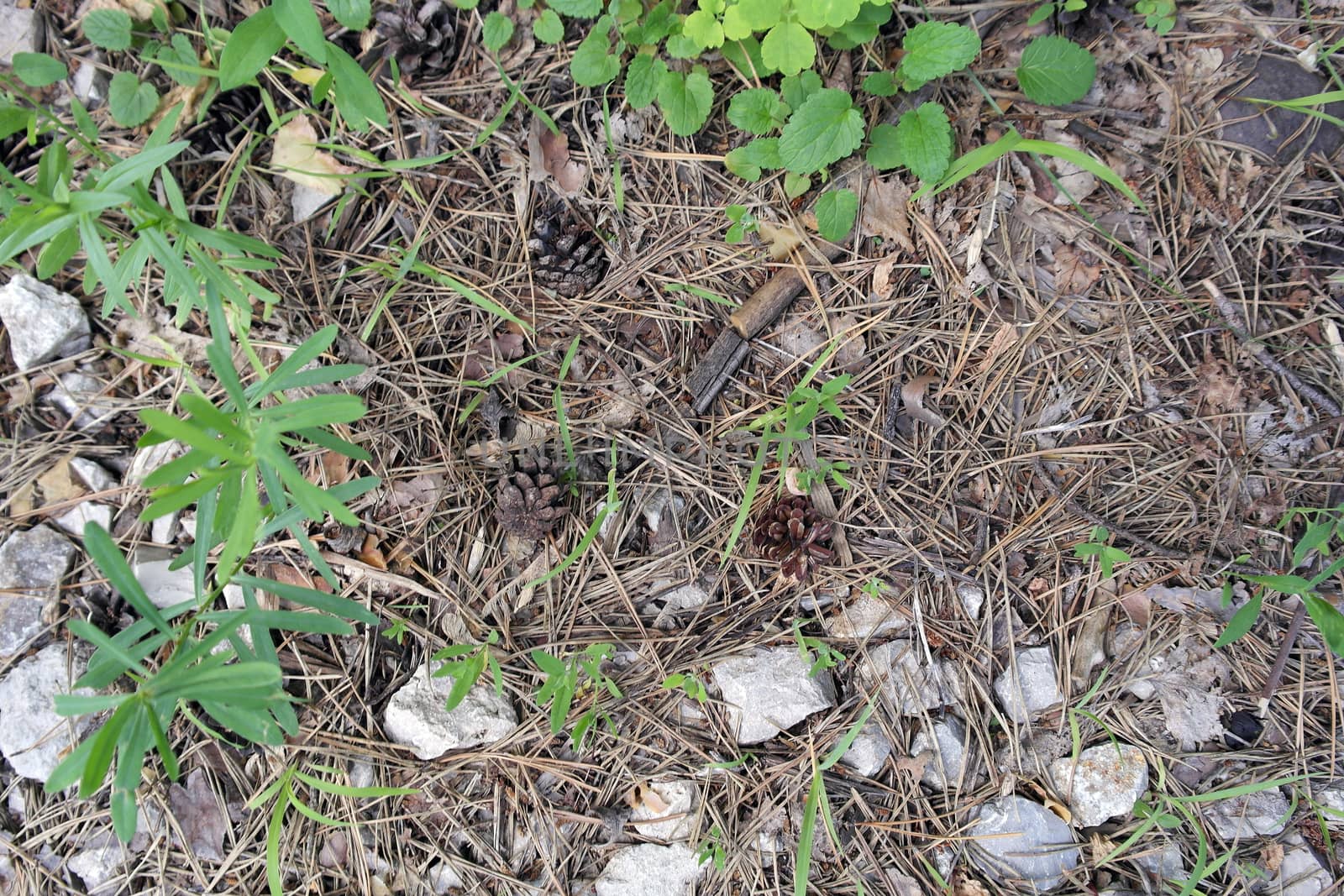 ground texture in forest