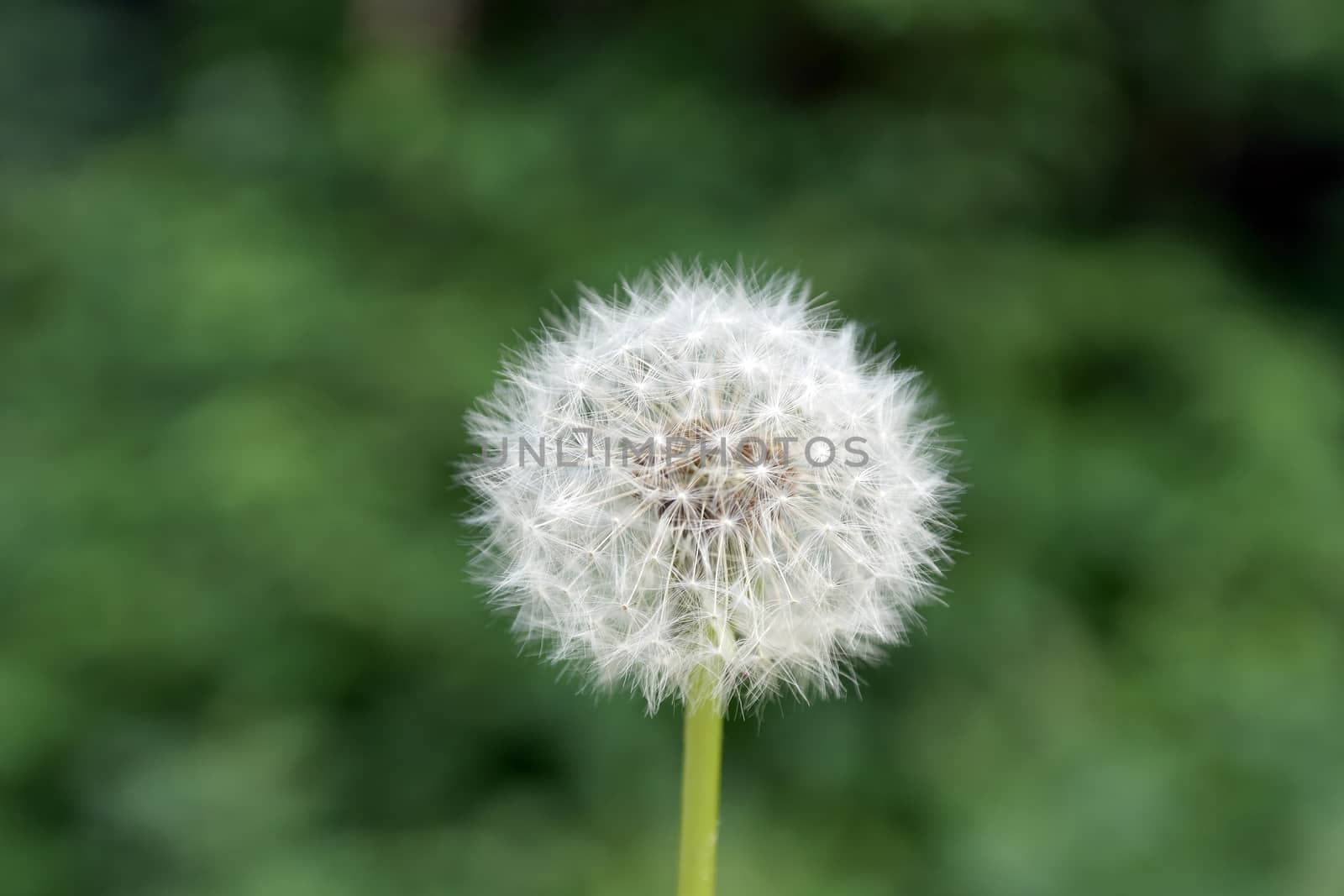 dandelion on green blurred background