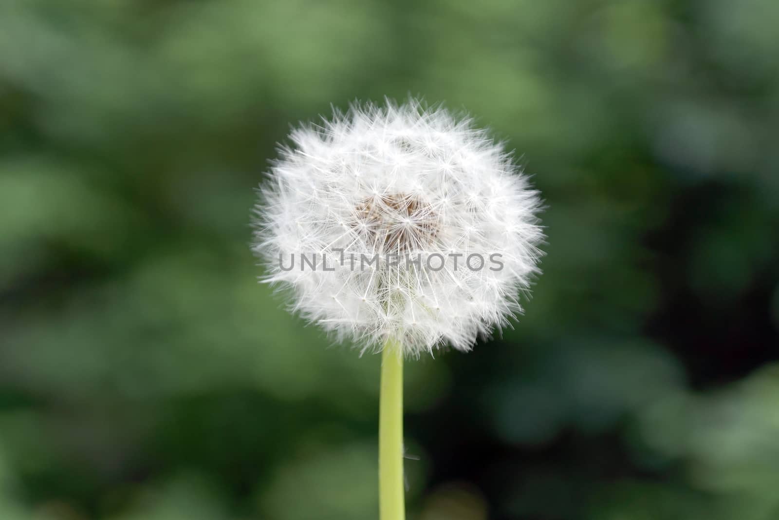 dandelion on green blurred background