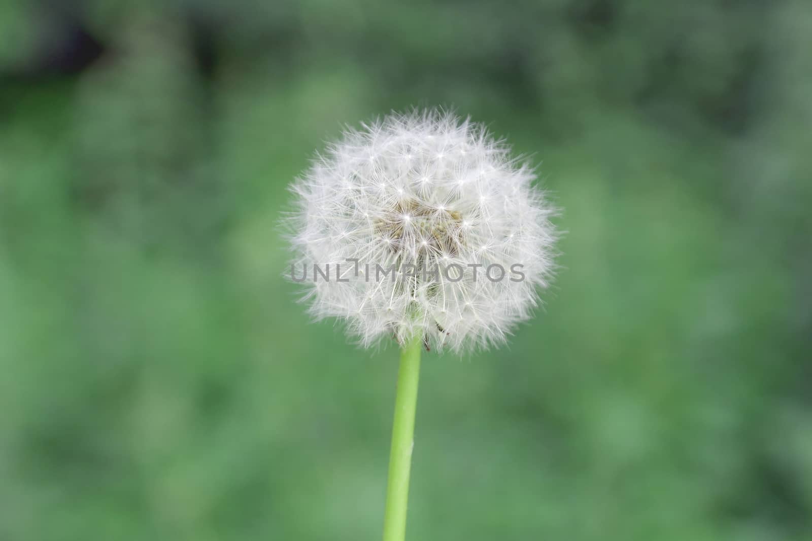 dandelion on green blurred background by sergpet