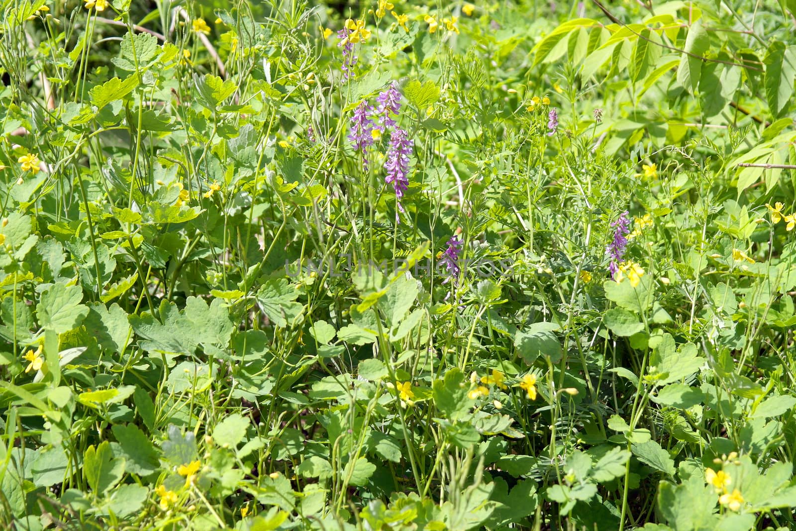 wild nature texture, grass and blossom flowers, shallow dof