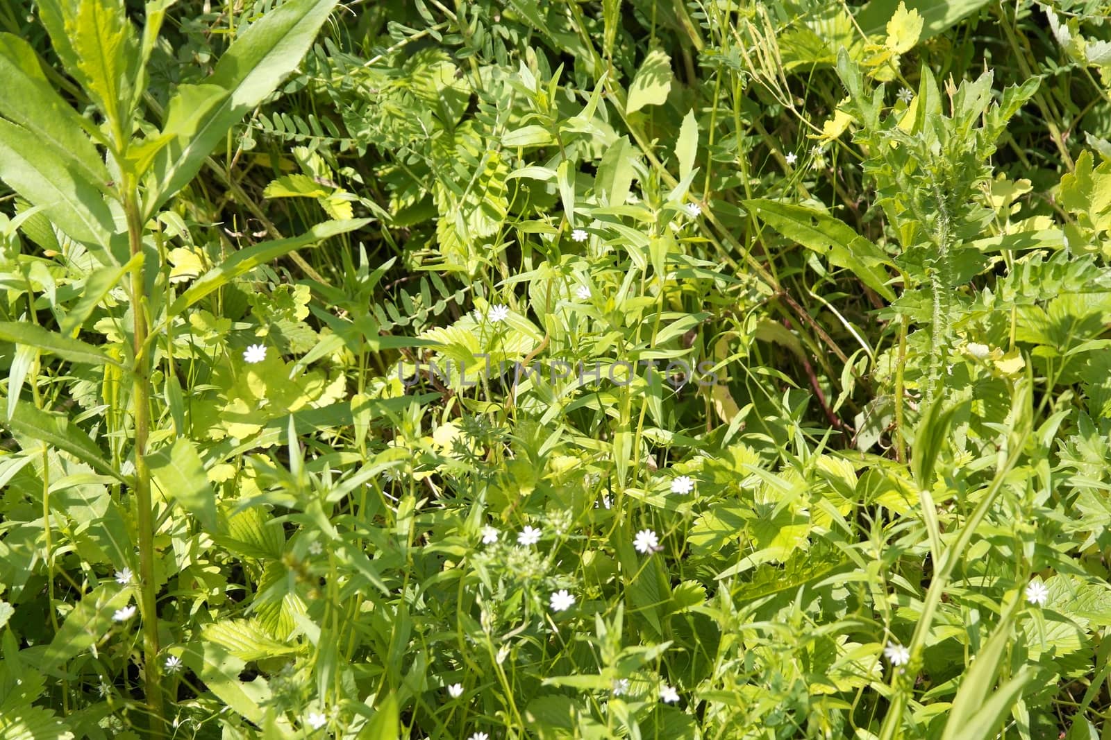 wild nature texture, grass and blossom flowers, shallow dof